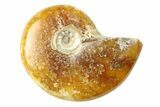 3/4 - 1 1/4" Polished Ammonite Fossils - Madagascar - Photo 2